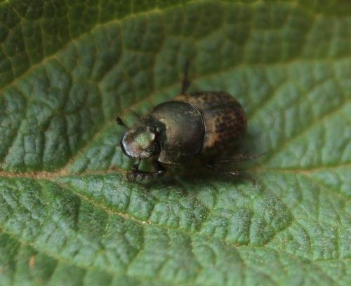 Réf. 232 254 : Onthophagus medius